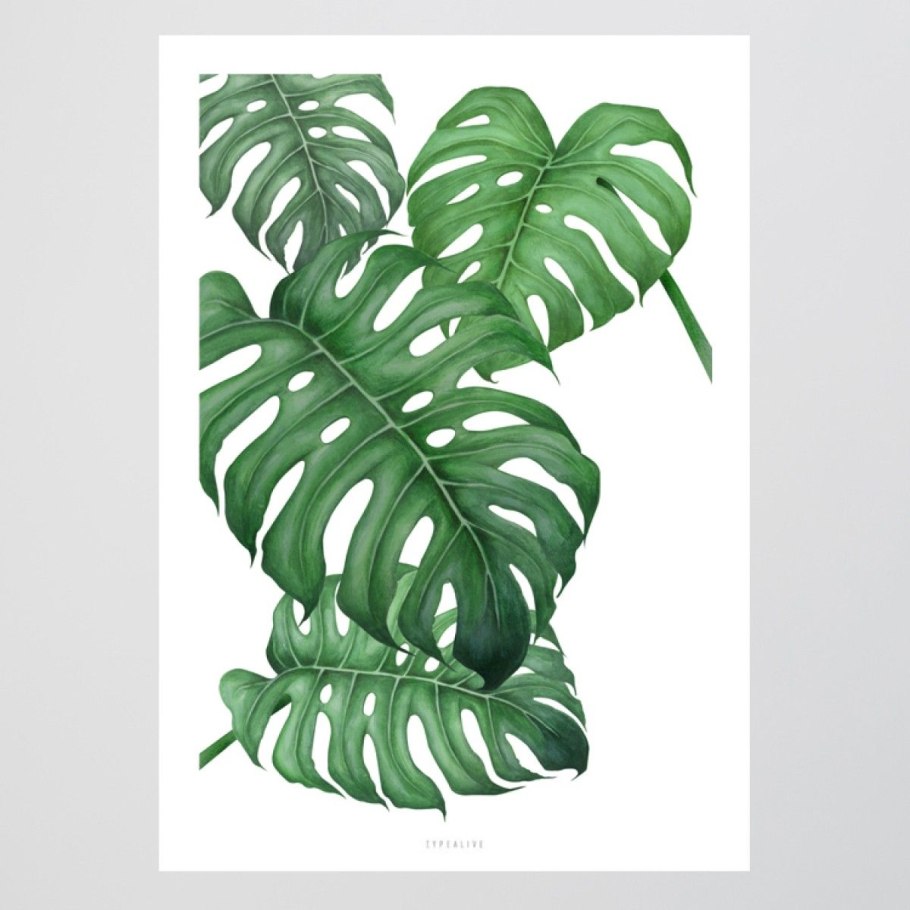 Monstera мята