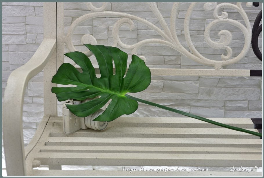 Черенок монстеры