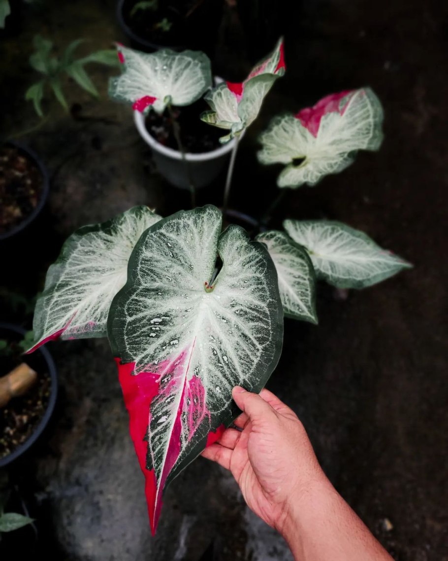 Каладиум Freida Hemple