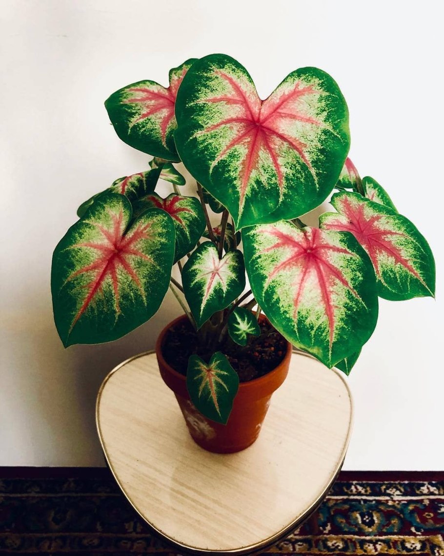 Ксантозома алоказия