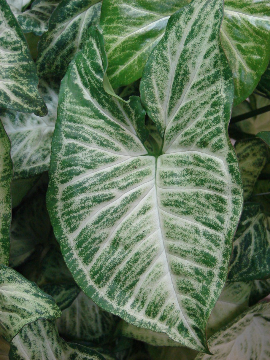 Caladium Palm