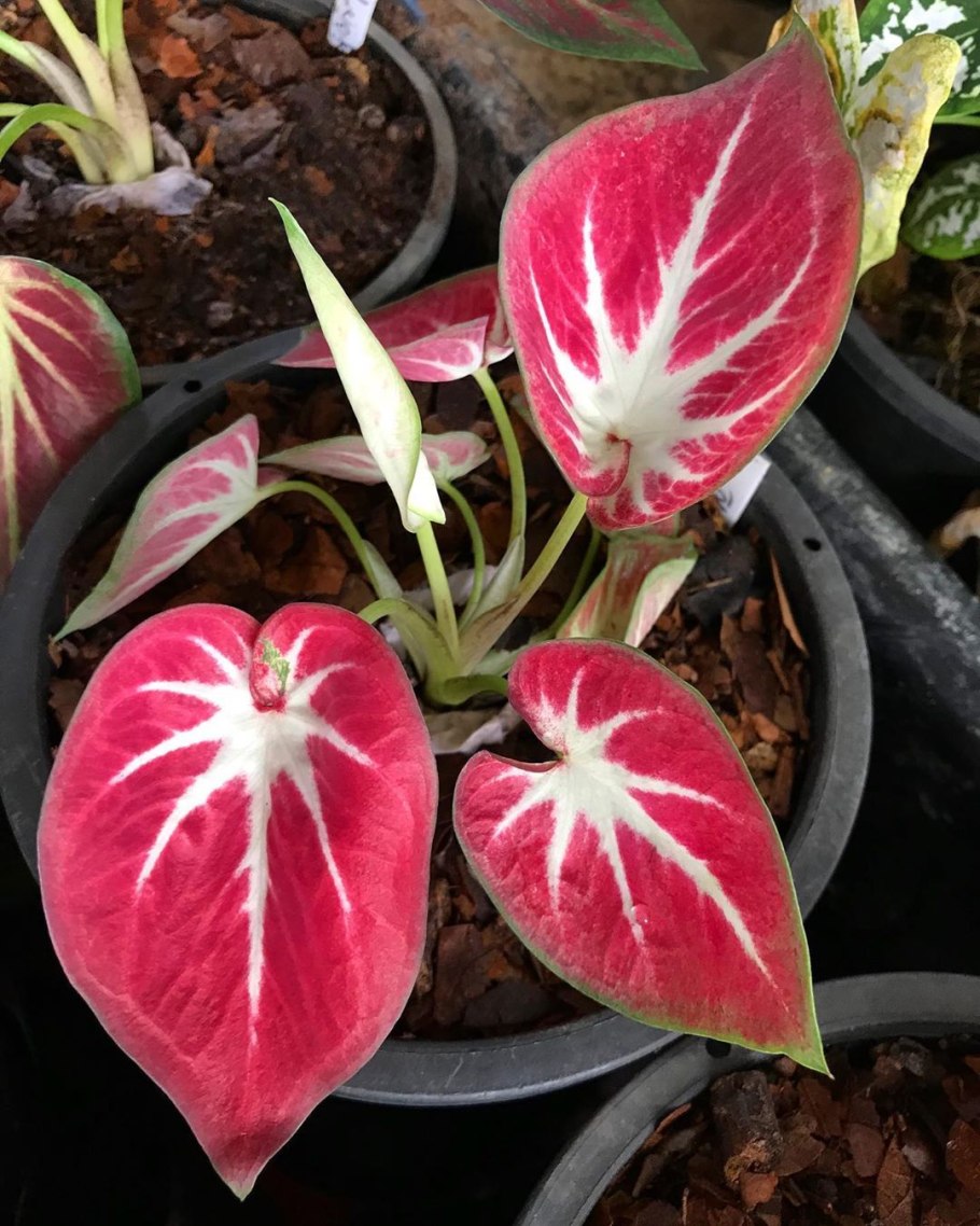 Каладиум Шомбурга каладиум Шомбурга (Caladium schomburgkii