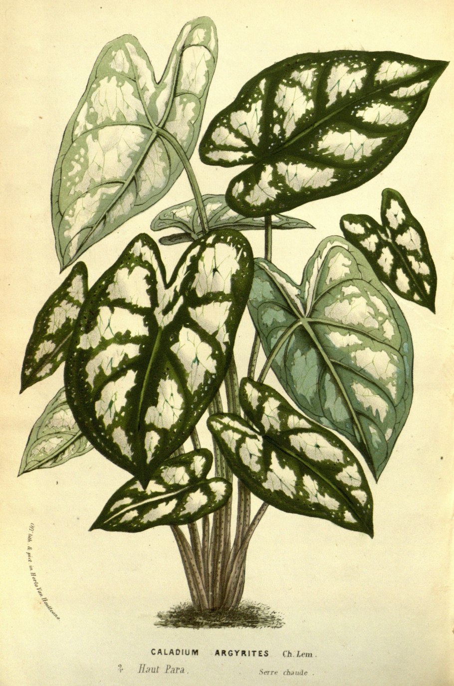 Каладиум двухцветный гибридный