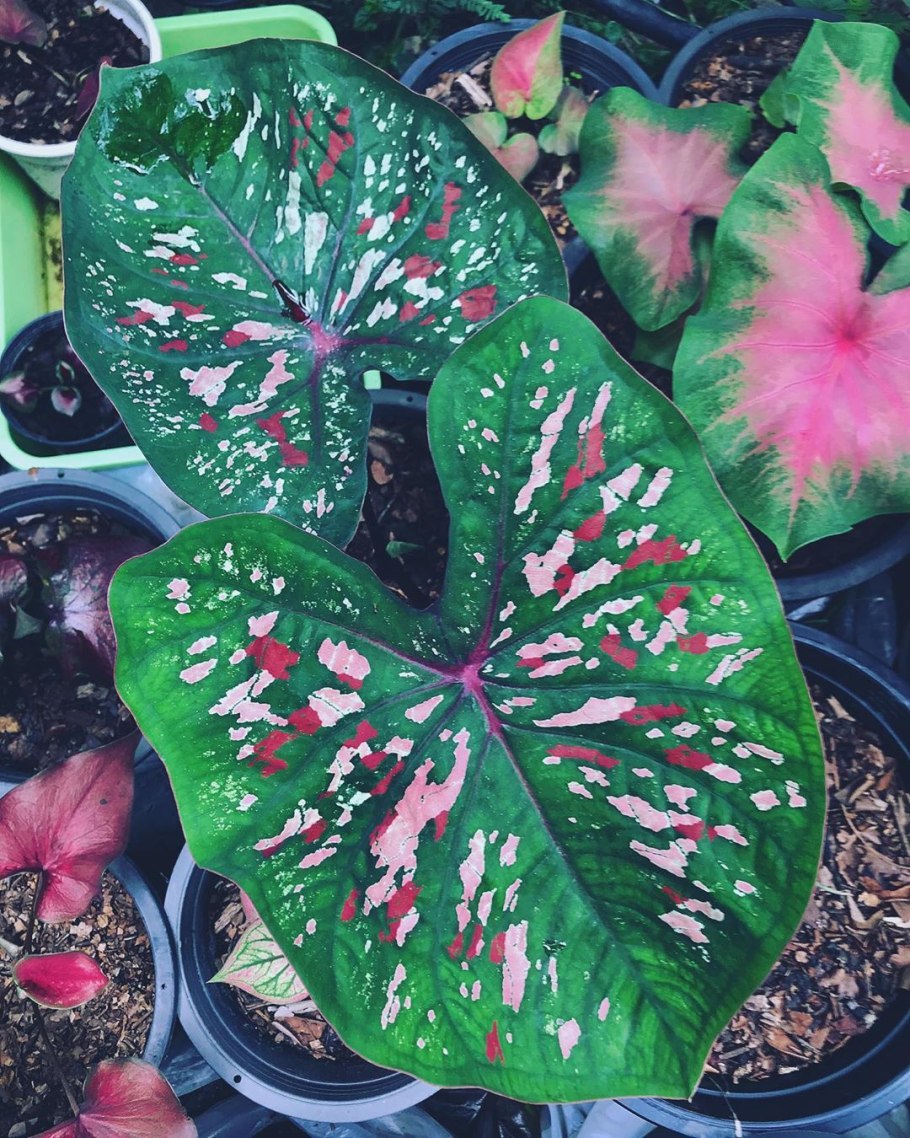 Caladium Kelly/каладиум Келли