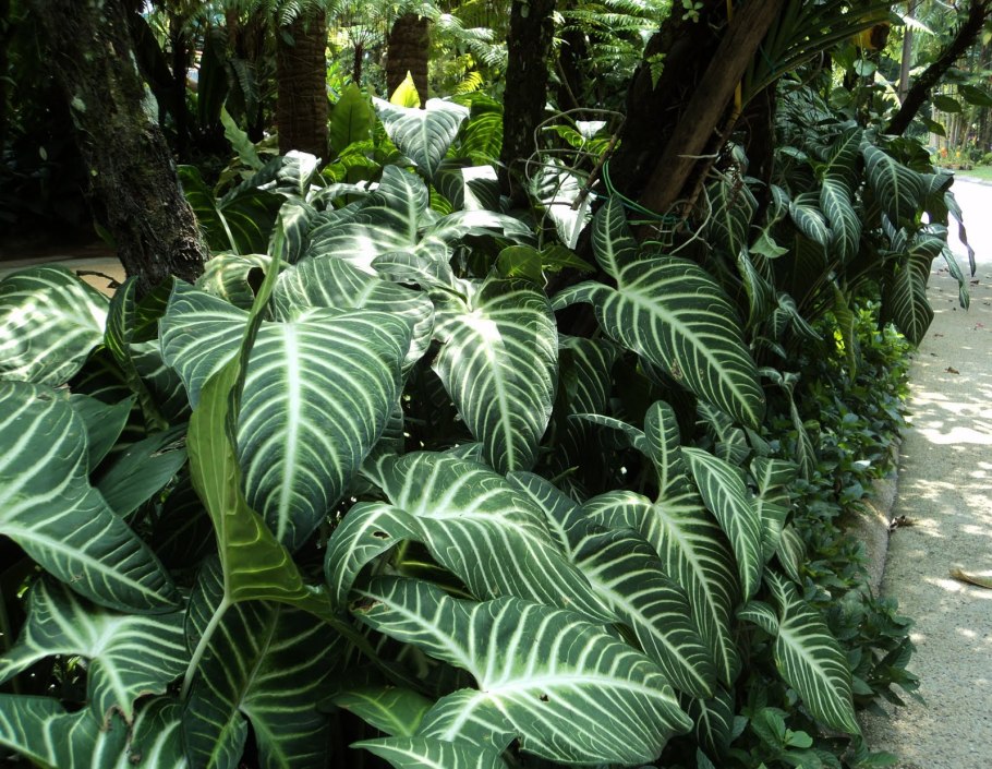 Каладиум двухцветный