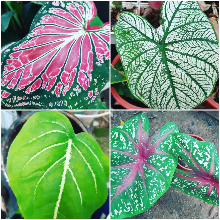 Каладиум Вайт