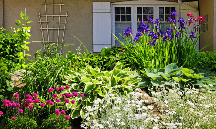 Клумба Хоста вербейник астильба
