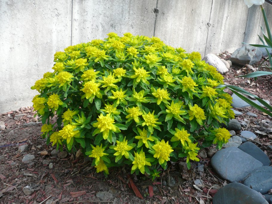 Рабатка с флоксами