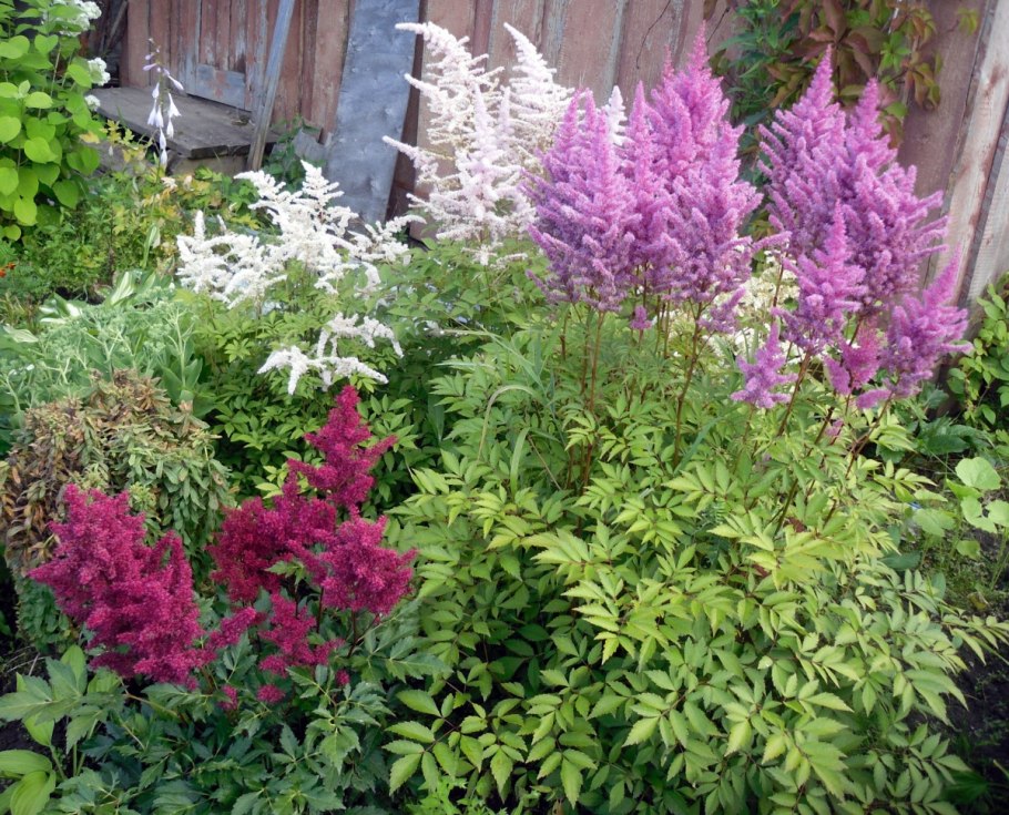 Эшшольция агератум рабатка