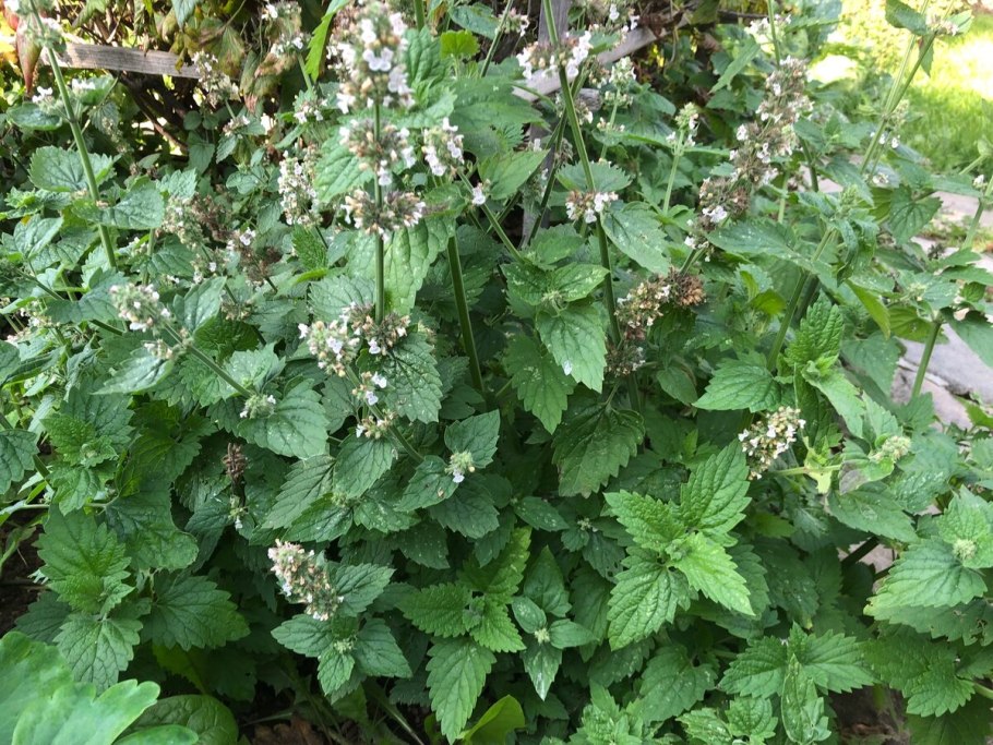 Мелисса перечная