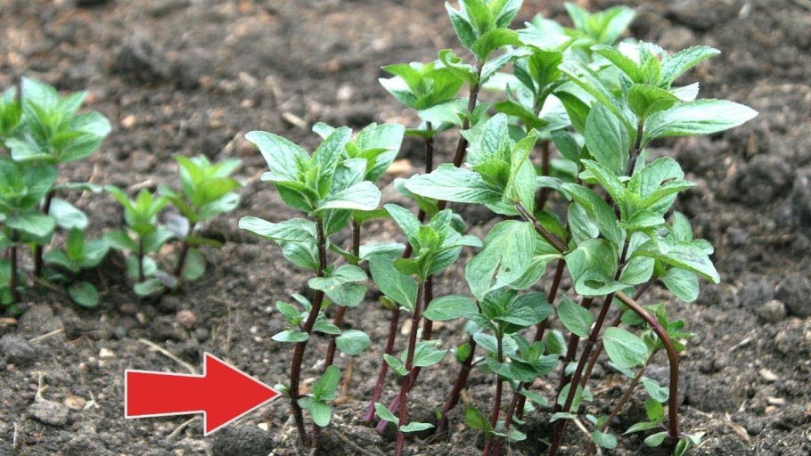 Мелисса мята лимонная