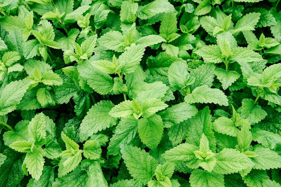 Мелисса лекарственная лист