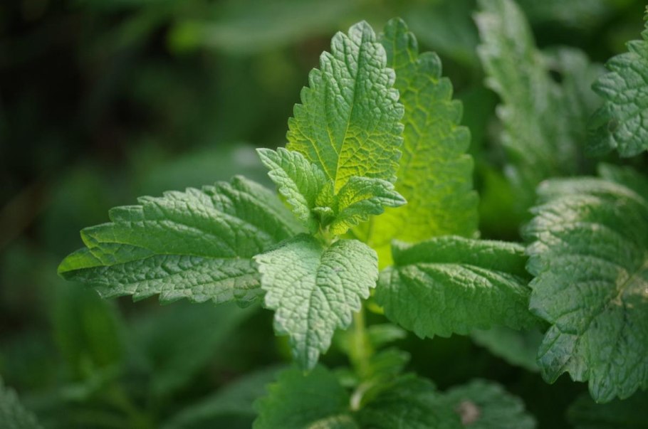 Мелисса Lemon Balm