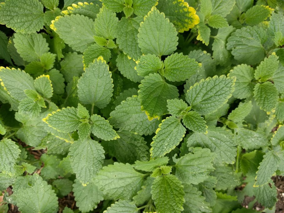 Мята Мелисса перечная мята