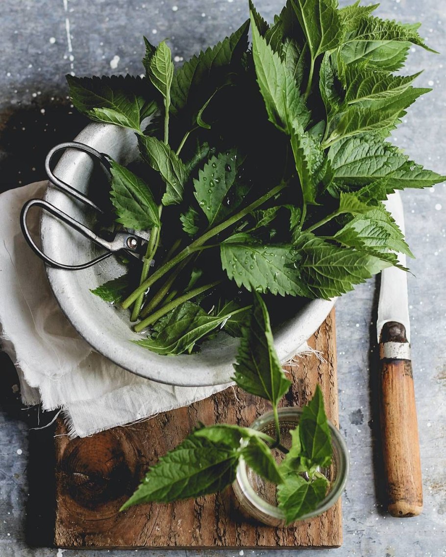 Котовник Сибирский