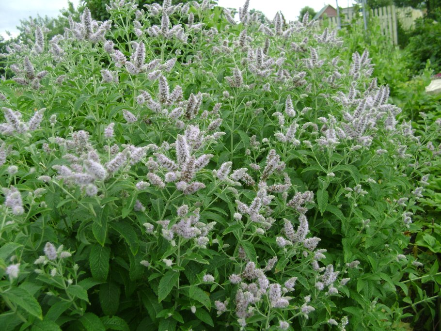Melissa officinalis variegata -Mentha