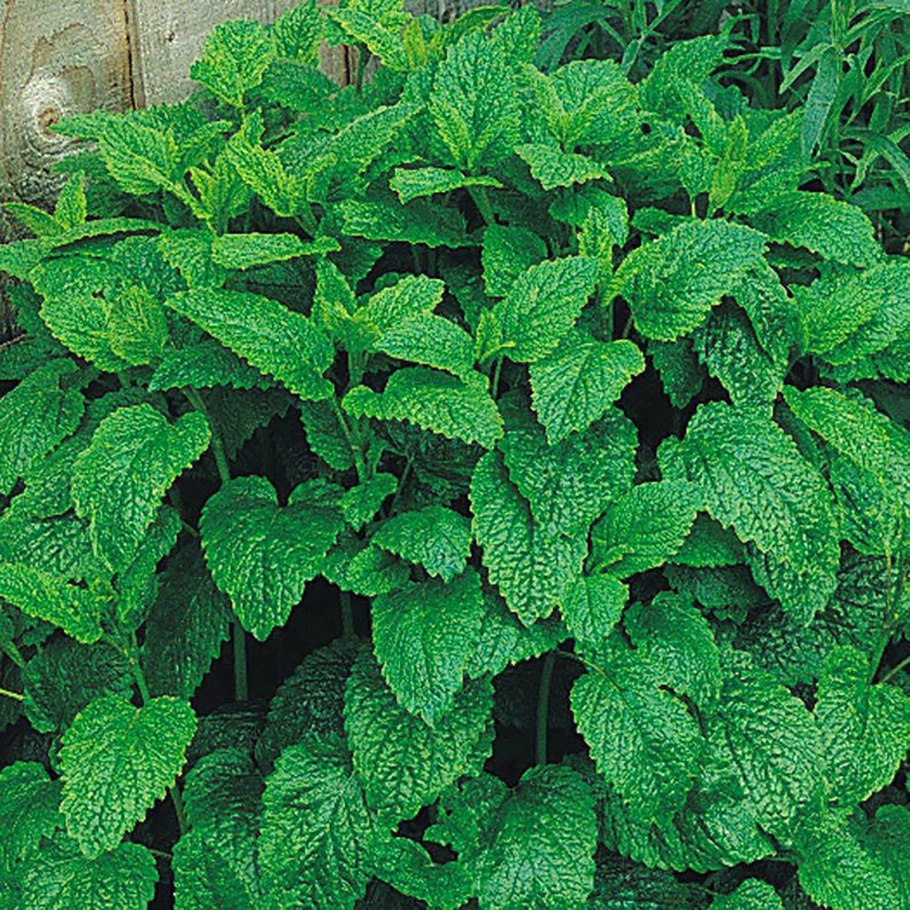 Мелисса оффициналис