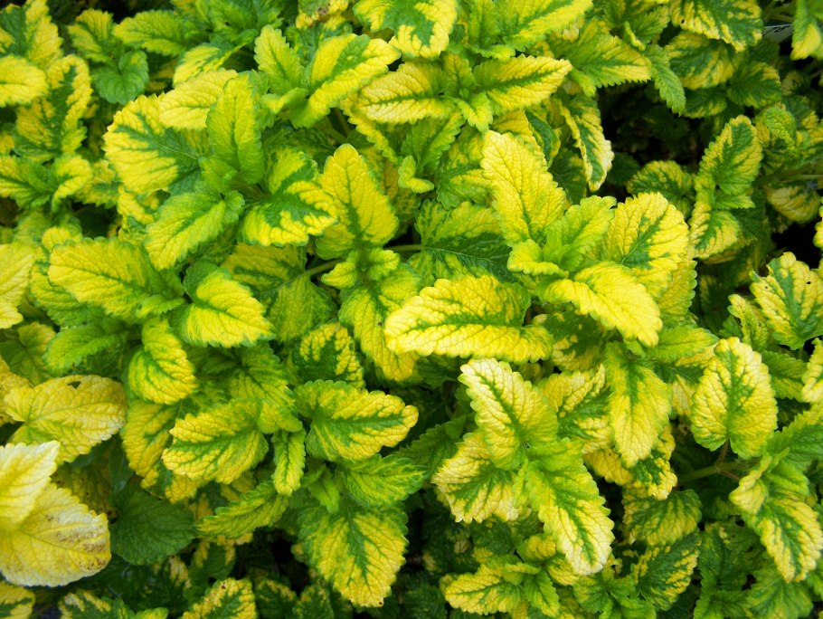 Мелисса обыкновенная