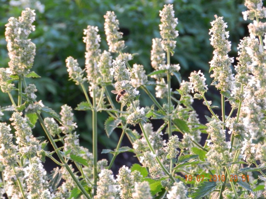 Мелисса Подебрад