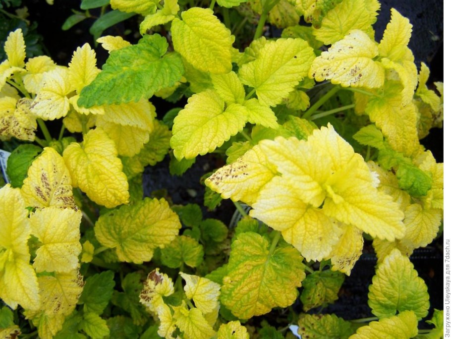 Мелисса Дозя