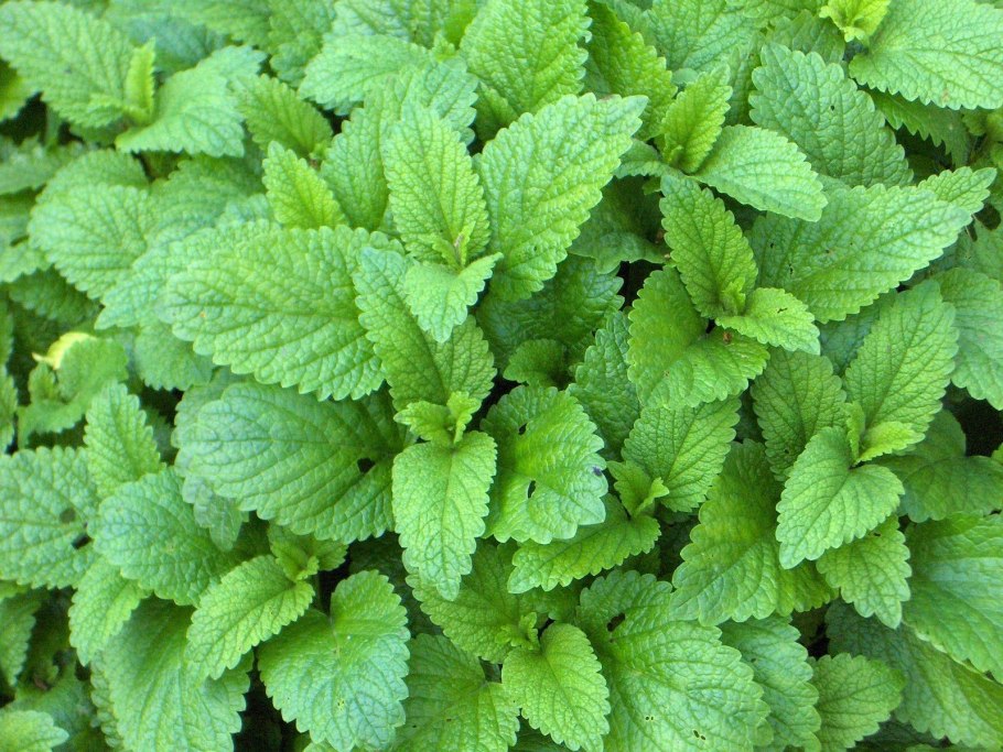 Мелисса оффициналис