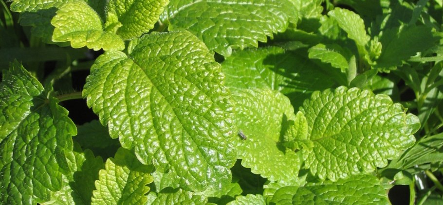 Трава похожа на мелиссу с белыми цветками