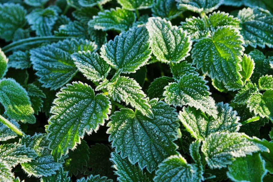 Мята земляничная