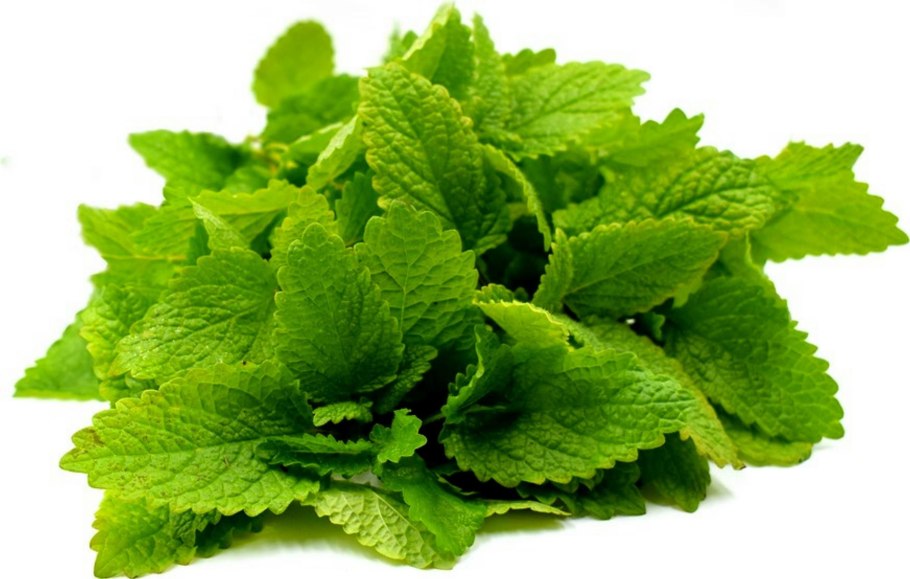 Мелисса сухая