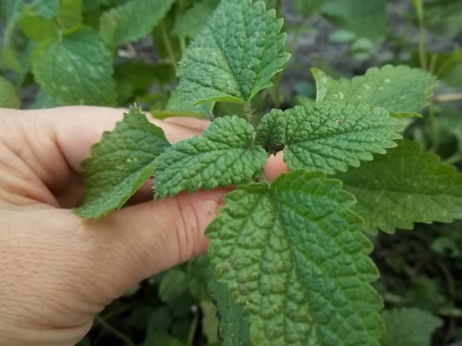 Мелиса Куртиш