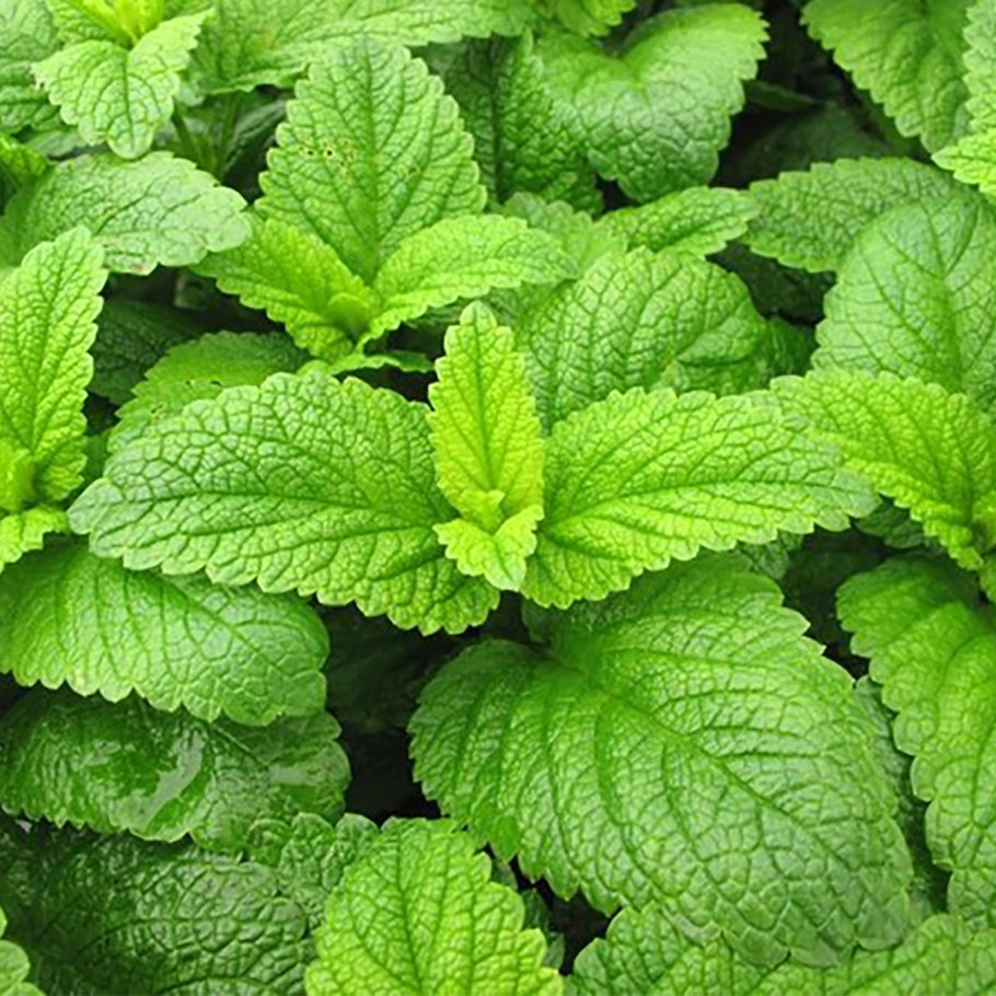 Мелисса лекарственная холодок