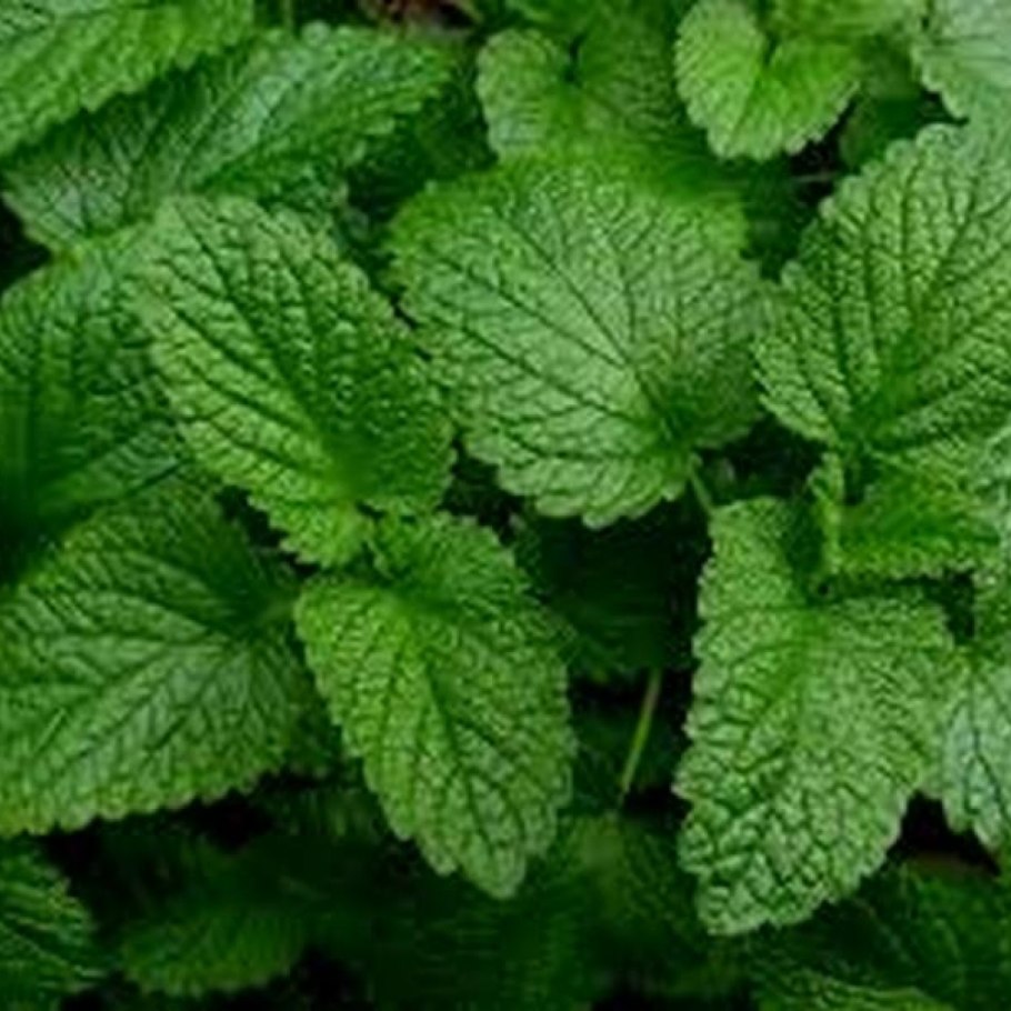 Мелисса и перечная мята