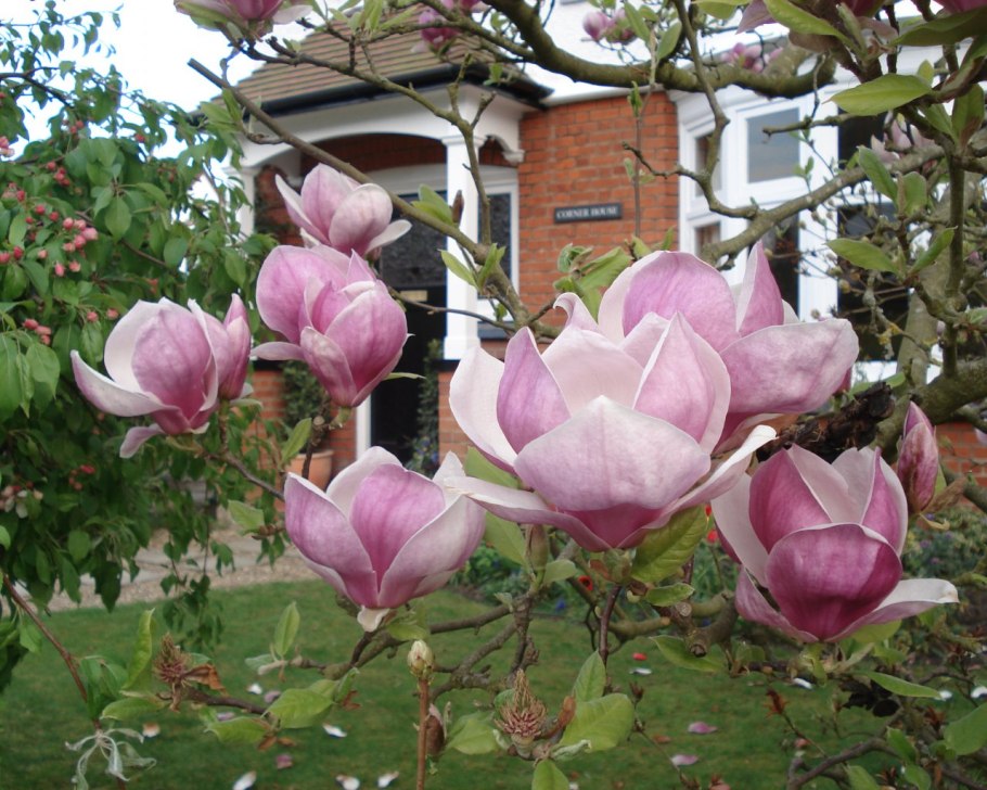 Магнолия персиковая