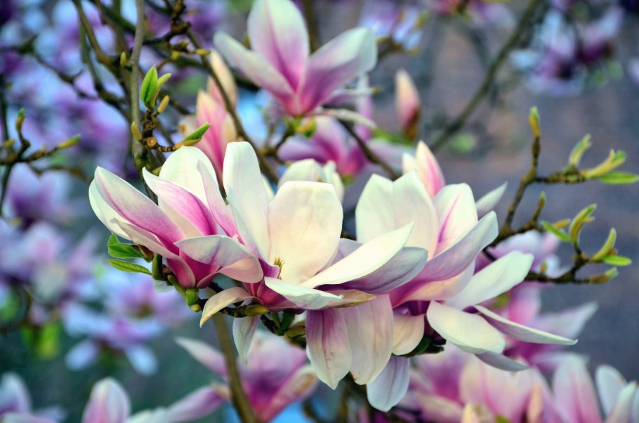 Майский Цветущий Яблоневый сад