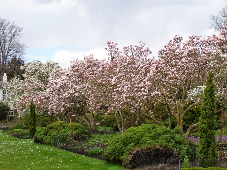 Магнолия Садовая