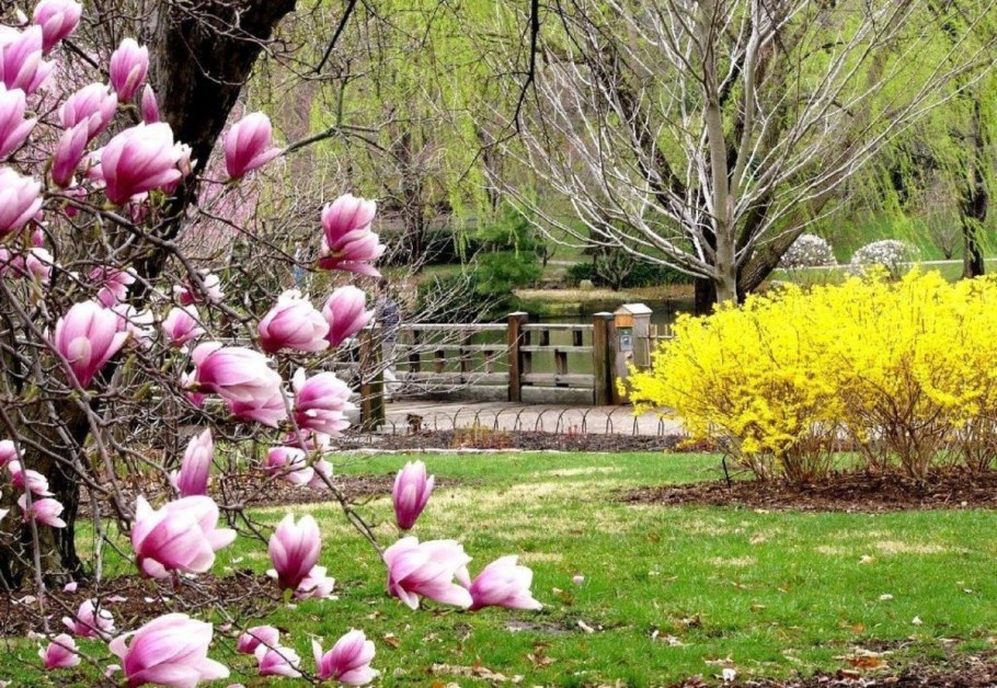 Миксбордер сирень Палибин