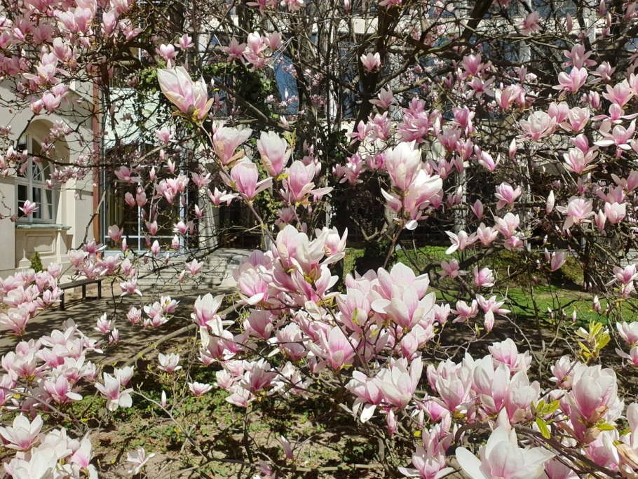 Магнолия крупнолистная