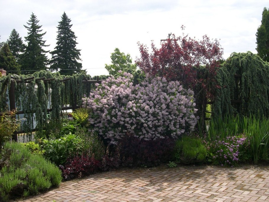 Магнолия Суланжа