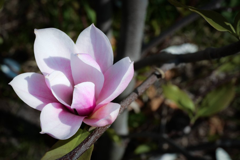 "Сад с цветущими абрикосами" 1888г.