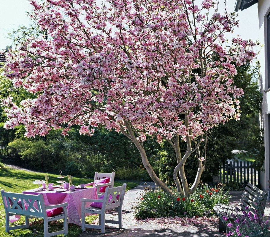 Парк с магнолиями