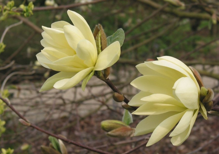 Магнолия Суланжа дерево