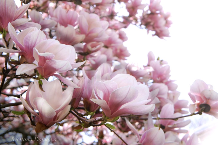 Магнолия Суланжа куст