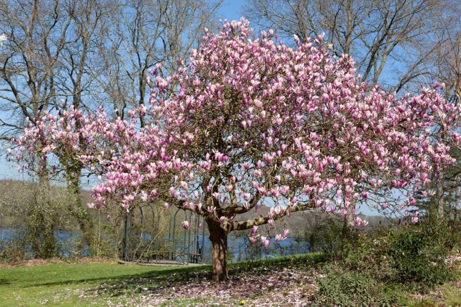 Магнолия Суланжа галакси