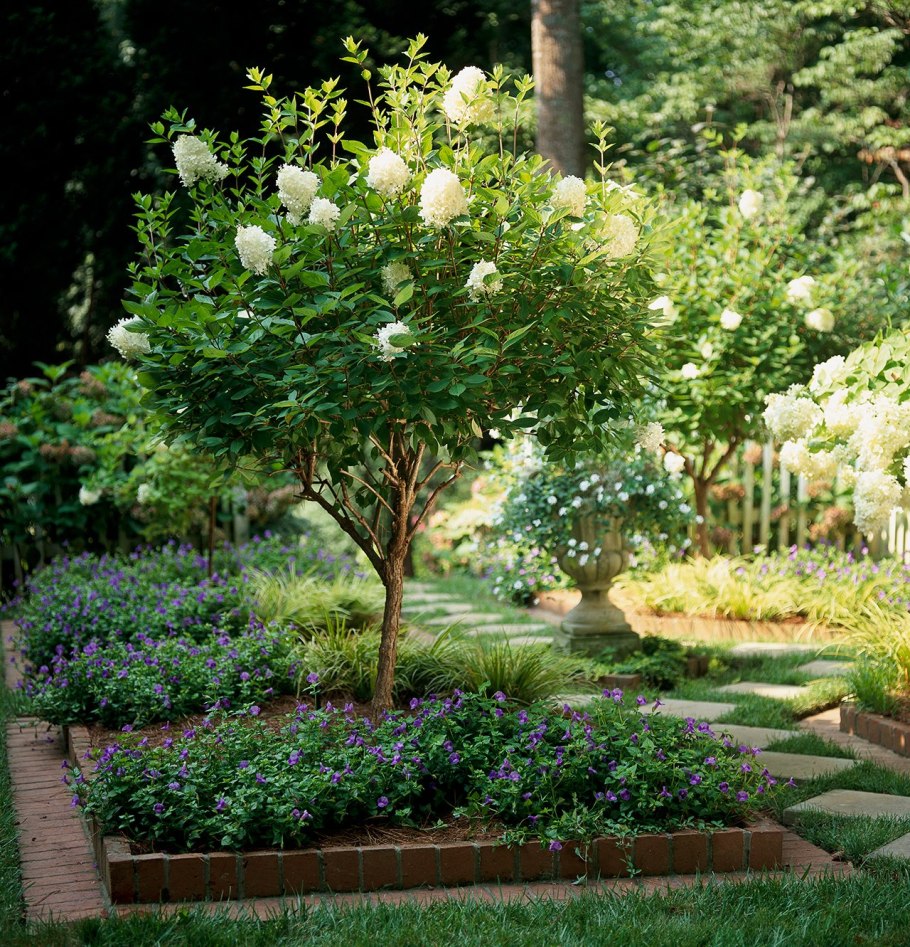 Магнолия растение