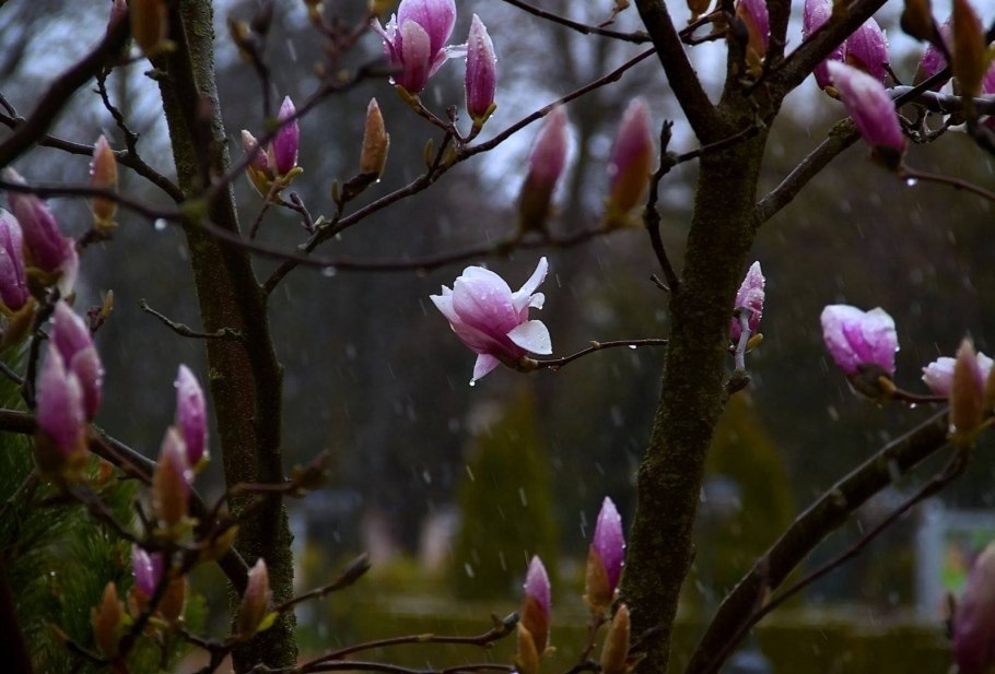Магнолия Суланжа дерево