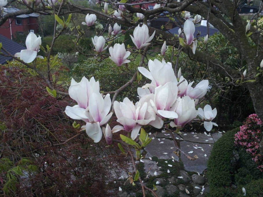 Магнолия иволистная