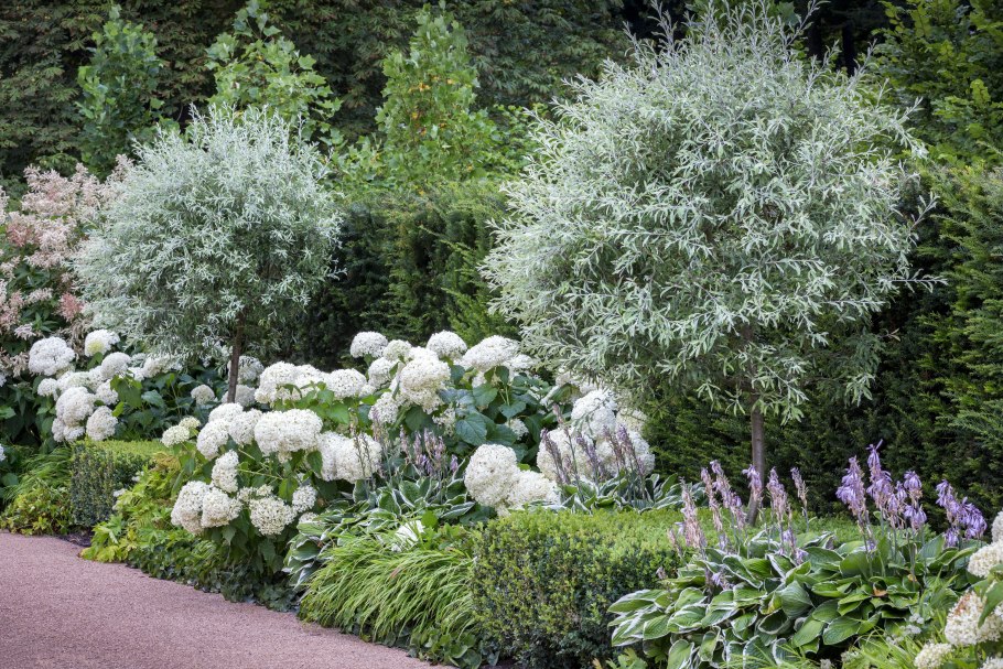 Сакура яблоня