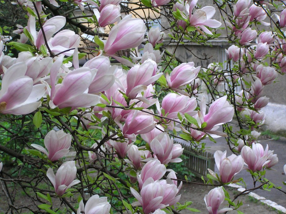 Магнолия Jane