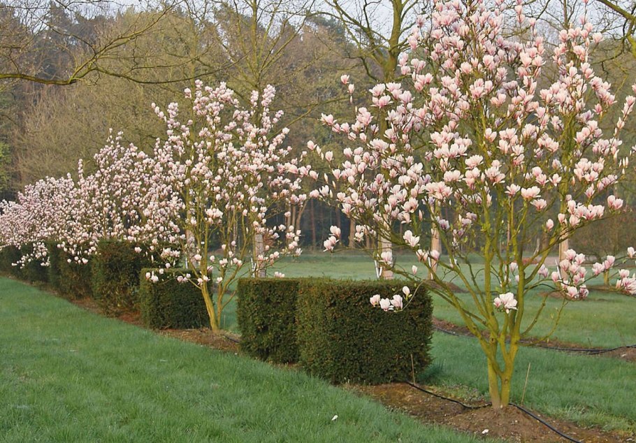 Спирея Элегантиссима