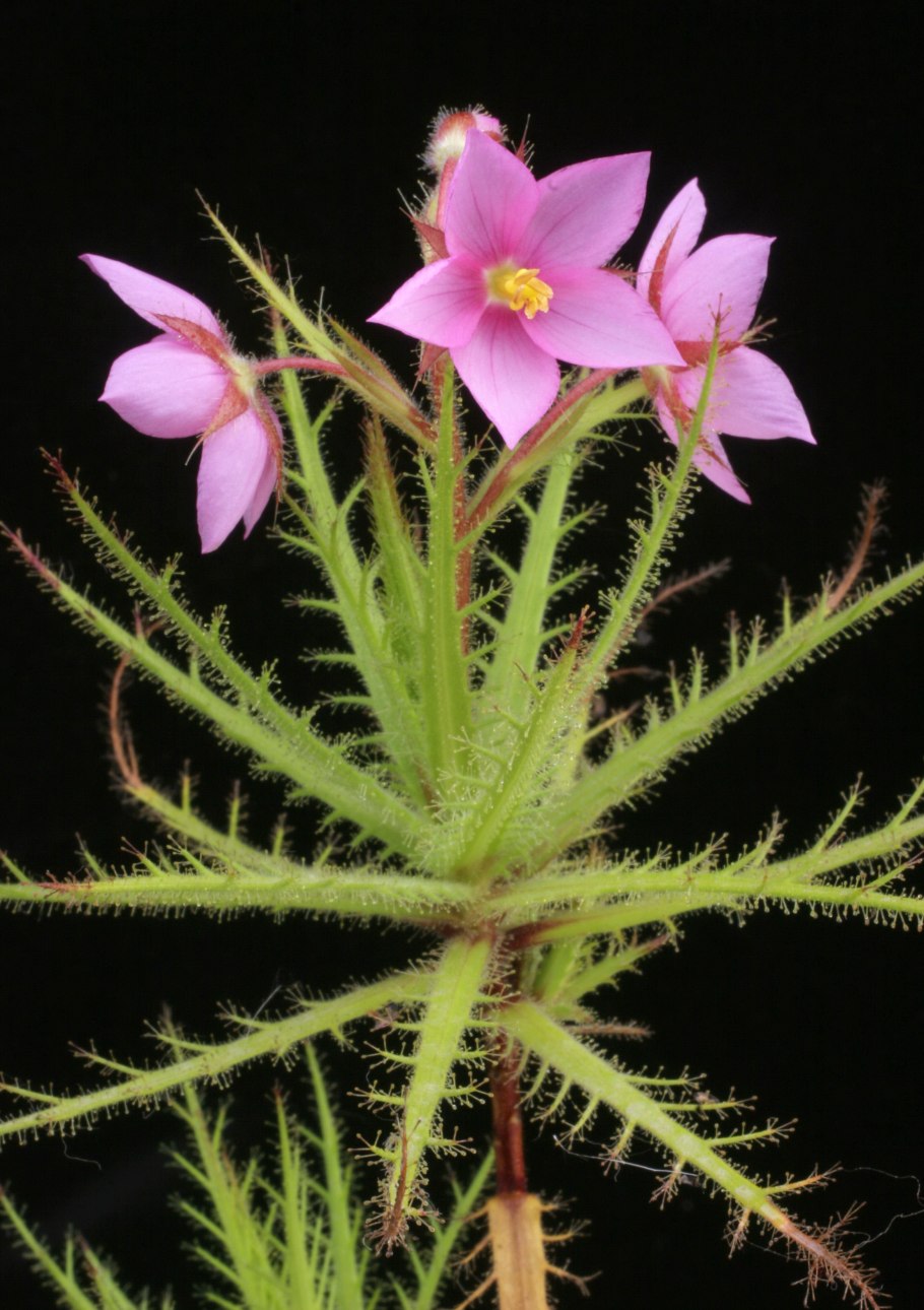 Roridula Gorgonias