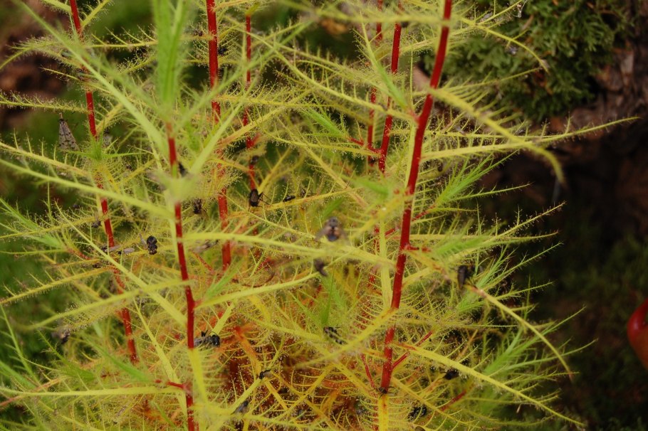 Roridula Gorgonias